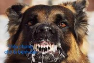 BIỆN PHÁP PHÒNG, CHỐNG BỆNH DẠI ĐỘNG VẬT