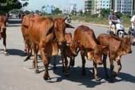 🚫 Đẩy mạnh tuyên truyền về trật tự an toàn giao thông, nghiêm cấm chăn thả gia súc trên đường bộ và hành lang an toàn giao thông🚫